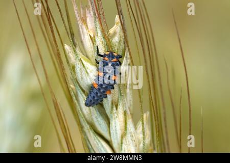 Larva of Seven spot ladybird (Coccinella septempunctata) on an ear of grain Stock Photo
