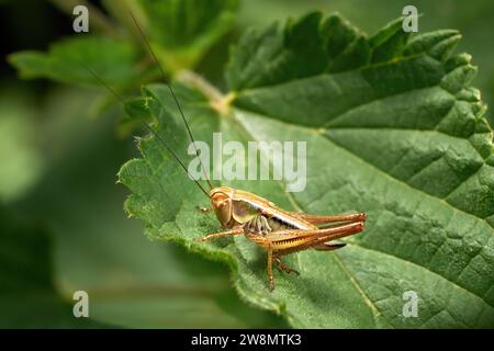 Dark bush-cricket (Pholidoptera griseoaptera) female nymph in side view Stock Photo