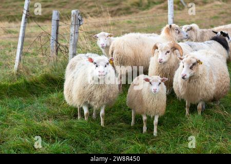 Small flock of Icelandic sheep in pen, Hunaver, Iceland Stock Photo