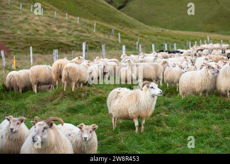 Large flock of Icelandic sheep in pen, Hunaver, Iceland Stock Photo