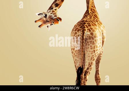 Creative Giraffe Looking Down At The Camera On A Brown Background, Rear View. Creative Idea Animal. Funny Giraffe, Concept Stock Photo
