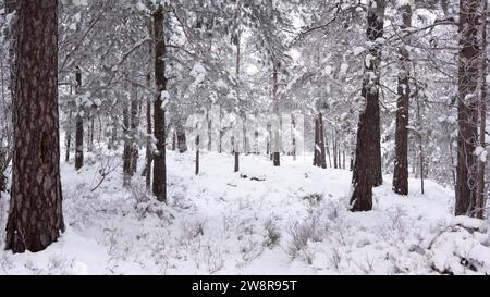 Deep in a forest in Sweden in winter time. The Pine and fir trees are covered with snow and a thick layer on the forest floor Stock Photo