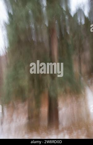 Abstract images of forest landscape in winter. Painterly images are created using vertical or horizontal camera movement during exposure. Stock Photo