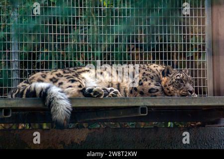 Sleeping snow leopard, Panthera uncia taking a nap Stock Photo