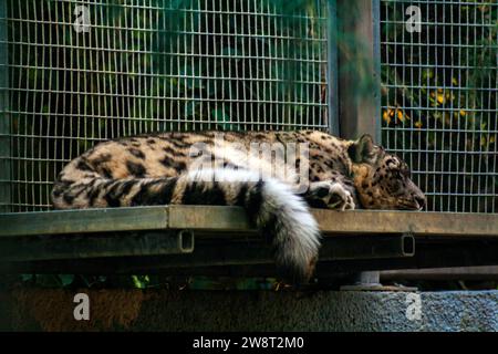 Sleeping snow leopard, Panthera uncia taking a nap Stock Photo