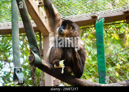 Yellow-cheeked gibbon, Nomascus gabriellae Stock Photo