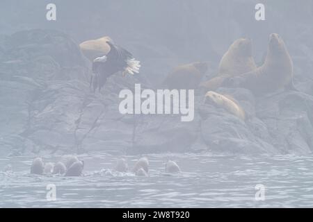 Bald eagle fishing along stellers sea lions on a very foggy day in Waynton Passage off Vancouver Island, First Nations Territory, Traditional Territor Stock Photo
