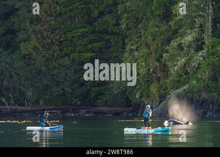 Two lucky paddle-boarders getting passed by a female orca in Johnstrait Strait, near Telegraph Cove off Vancouver Island, First Nations Territory, Tr Stock Photo