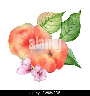 Chines fig peaches and flower with leaves watercolor illustration isolated on white. Ripe fruits painted. Flat peach hand drawn. Design element for pa Stock Photo