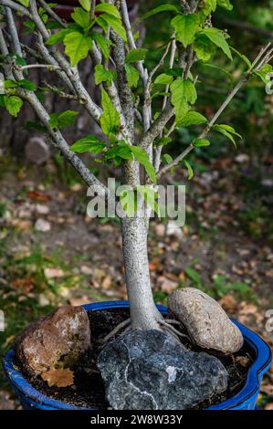 A small bonsai tree with its green and tiny leaves, a strong and sturdy trunk in a blue pot, surrounded by three large colorful stones. Stock Photo