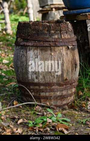 Small barrel, cask, small and old wooden barrel with rusty iron rings on the ground in a winter garden, on the soil and amidst the grass. Old, abandon Stock Photo
