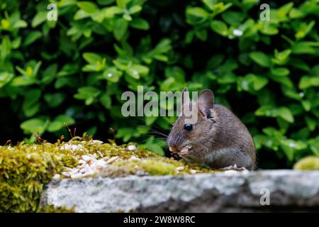 Wood mouse/field mouse [ Apodemus sylvaticus ] feeding on seeds left on garden wall Stock Photo