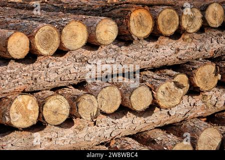 Cut Tree Trunks Stacked On Top Of One Another Stock Photo