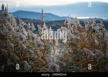 Dry fluffy pampas grass, reeds, stems along lake coast at twilight, blurred mountains on background Stock Photo