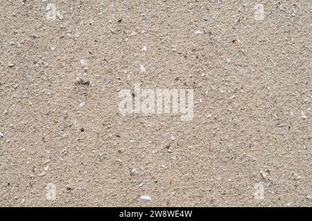 River sand with small shells on the beach. View from above Stock Photo