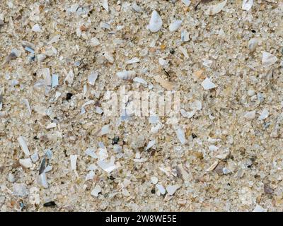 Macro shot of sand mixed with small fragments of shells on the beach. Background Stock Photo