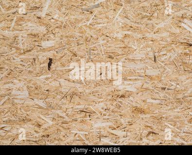 Oriented strand board (OSB) surface. Background Stock Photo
