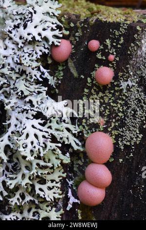 Oakmoss Lichen, Evernia prunastri, and Pink Lycogala epidendrum Slime Mold or Slime Mould known as Wolf's Milk or Groening's Slime Stock Photo
