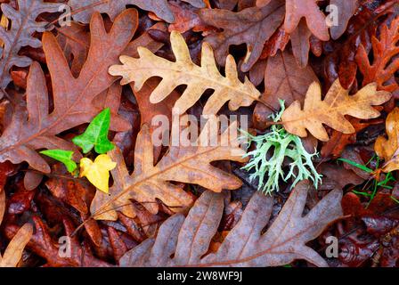Pyrenean oak (Quercus pyrenaica) leaves fallen on the ground. Stock Photo