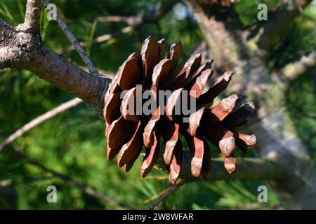 Leaves and cones of Macedonian pine (Pinus peuce) Stock Photo