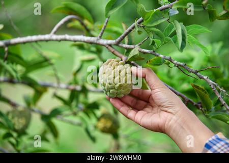 Cropped hand picking custard apple  on tree branch Stock Photo