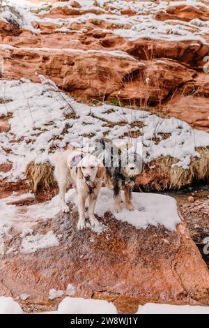 Golden Retriever and Aussiedoodle poodle mix hiking in Moab winter Stock Photo