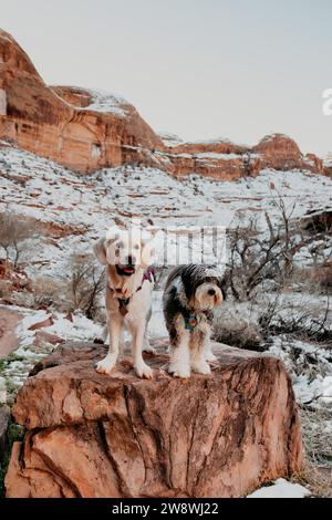 Golden Retriever and Aussiedoodle poodle mix standing on rock in Moab Stock Photo