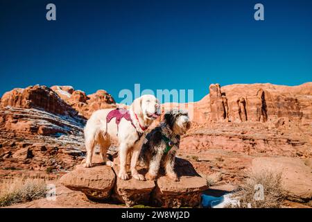 Golden Retriever and Aussiedoodle standing on rock in Moab desert Stock Photo