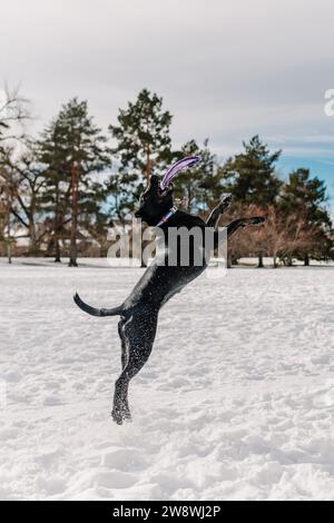 One black lab pit bull mixed breed rescue dog playing frisbee in snow Stock Photo