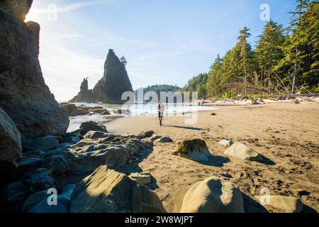 Distant rear view of backpacker on beach, Olympic National Park Stock Photo