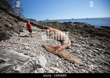 man finds dead while while walking beach in Olympic National Park Stock Photo