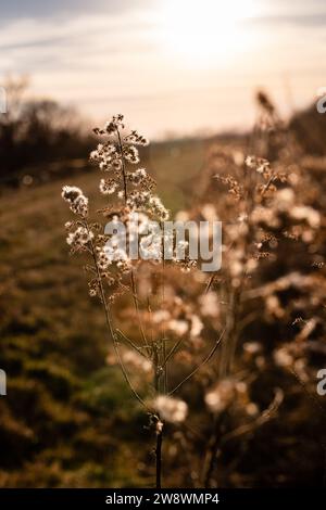 Fuzzy brown weeds backlit in evening light Stock Photo