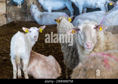Vacations on the Tuta farm in Kerċem, Gozo, Malta Stock Photo