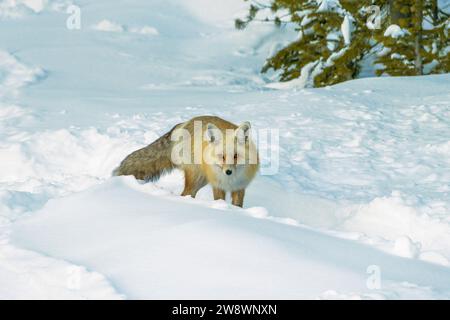A fox in the snowy wilderness during winter, Colorado Stock Photo