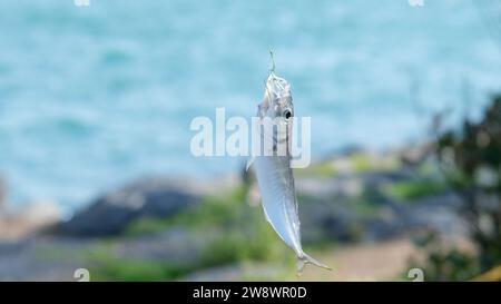 Close up fish on the tip of the fishing hook with sea background. Stock Photo
