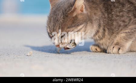 Grey cat is eating a fish on the ground. Fishtail inside cat mouth. Selective focus. Open space area. Stock Photo