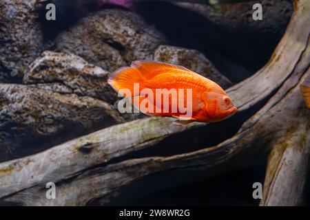 Oscar fish, Astronotus ocellatus, huge cichlid. Bright orange freshwater fish swimming in the aquarium, ocanarium. Aquarium pet, ichthyology, underwat Stock Photo