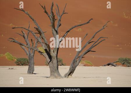 Dead trees, orange dunes and blue sky, Sossusvlei, Namibia Stock Photo