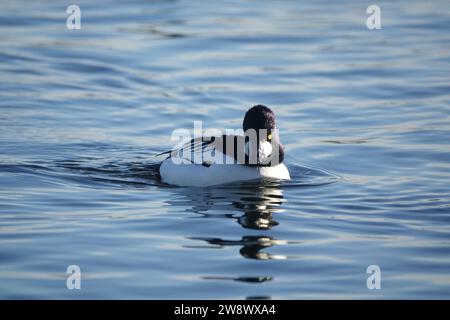 male common goldeneye duck (Bucephala clangula) wintering in UK Stock Photo