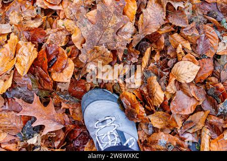 Top angle perspective of front of a gray men mountain hiking boot against autumn golden yellow brown leaves in  background. Space for text Stock Photo