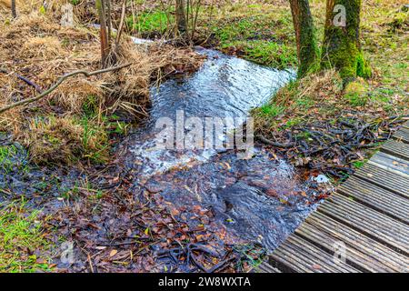 Stream water flowing over muddy ground among dry wild grass and moss in background, autumn day in Hoge Kempen national park, Lieteberg Zutendaal Limbu Stock Photo
