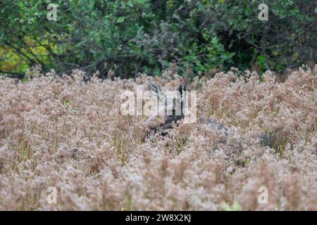 Female Moose (Alces alces) Standing in Reed Grass Stock Photo