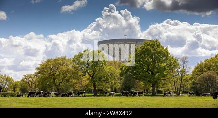 UK, England, Cheshire, Goostrey, University of Manchester Jodrell Bank, cows grazing  in field beside Lovell Radio Telescope, panoramic Stock Photo