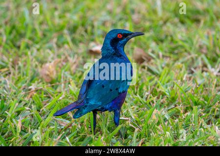 blue-eared glossy-starling Stock Photo