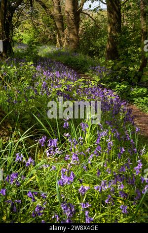 UK, England, Cheshire, Congleton, Puddle Bank Lane, bluebell-filled woods Stock Photo