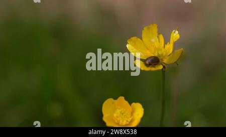 A captivating image showcasing a vibrant yellow flower adorned with a bug Stock Photo