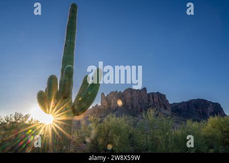 Desert sunrise landscape saguaro cactus cacti teddy-bear Cholla in Lost Dutchman Park Phoenix Arizona Cylindropuntia bigelovii - Carnegiea gigantea Stock Photo
