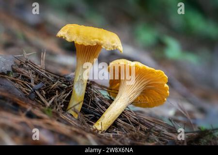 Two yellow chanterelles mushrooms growing on forest ground Stock Photo