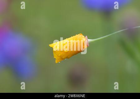 Closed yellow flower in garden with rain drops after a shower Stock Photo