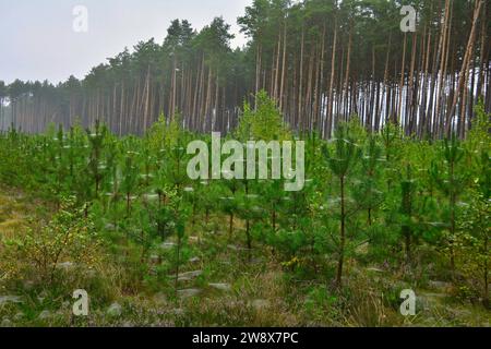 Young pine tree plantation covered in morning dew and spider webs in front of a mature pine forest, Poland Stock Photo